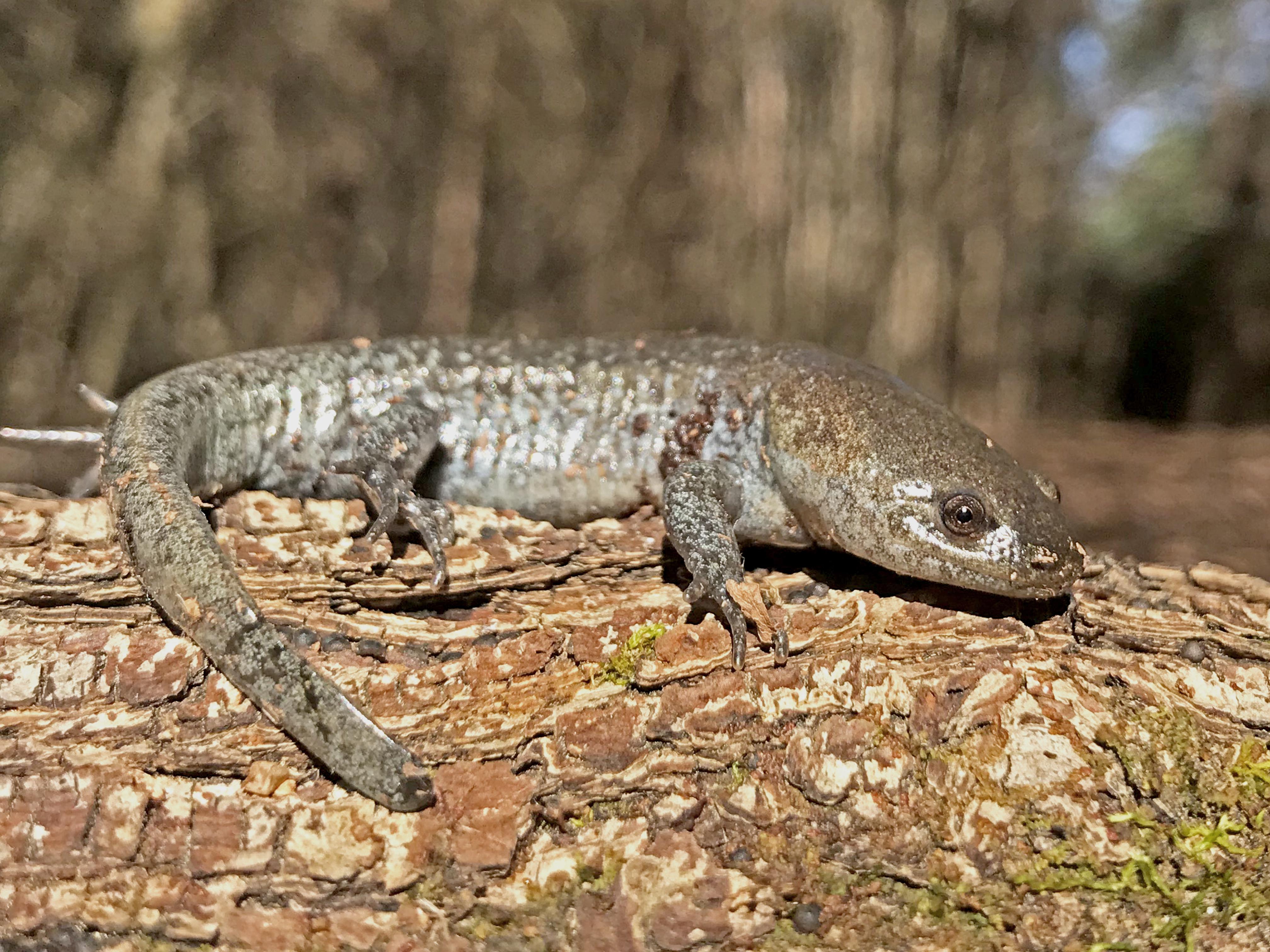 Un video de los anfibios y reptiles en Alabama