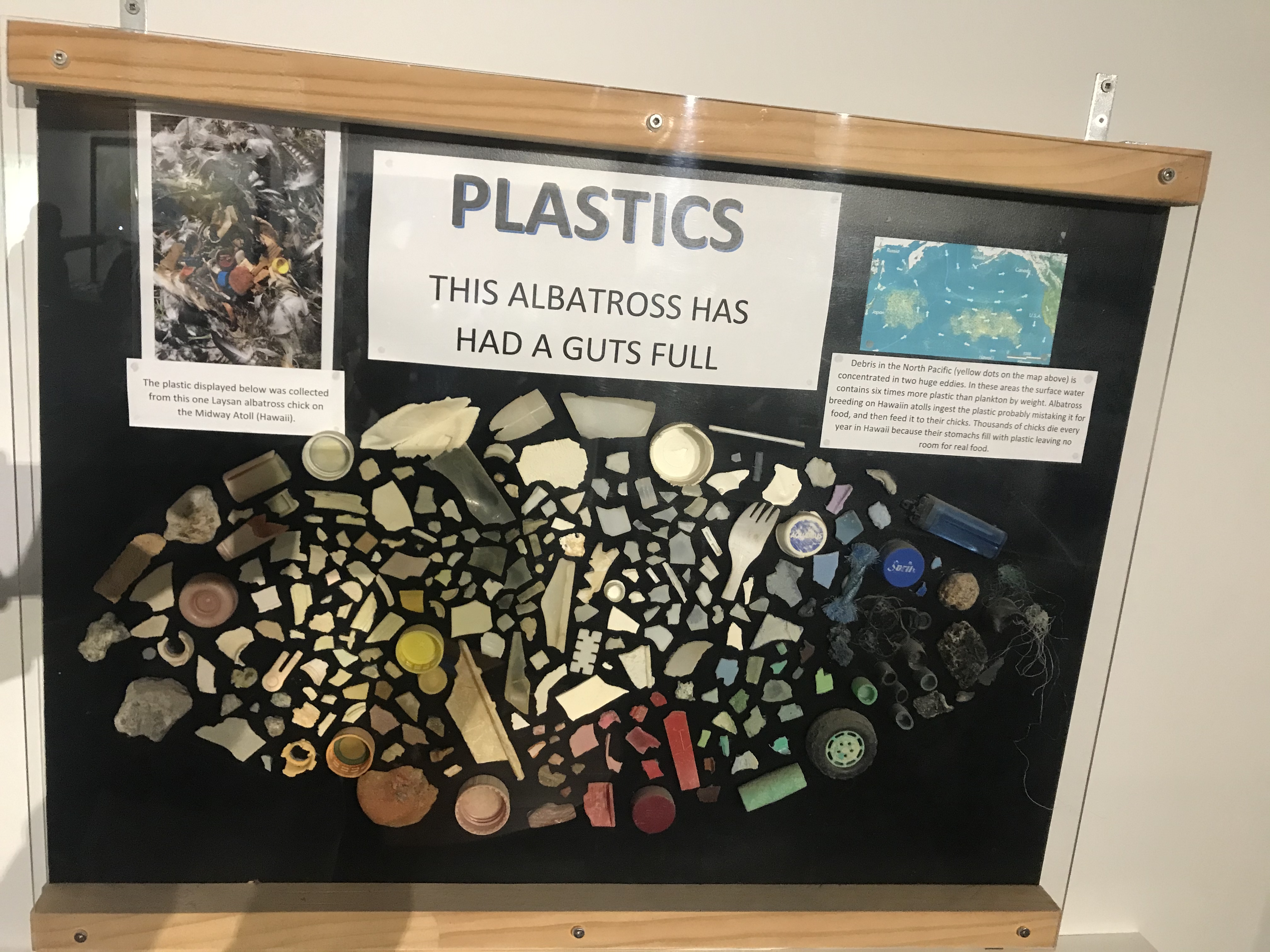 Albatross Plastic :(