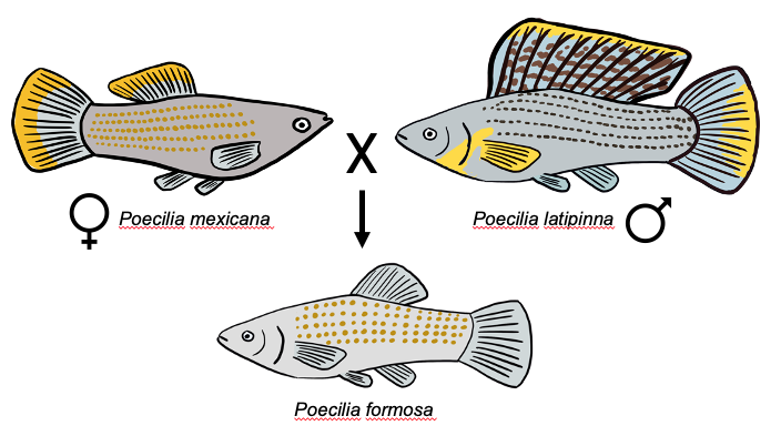 formosa_group