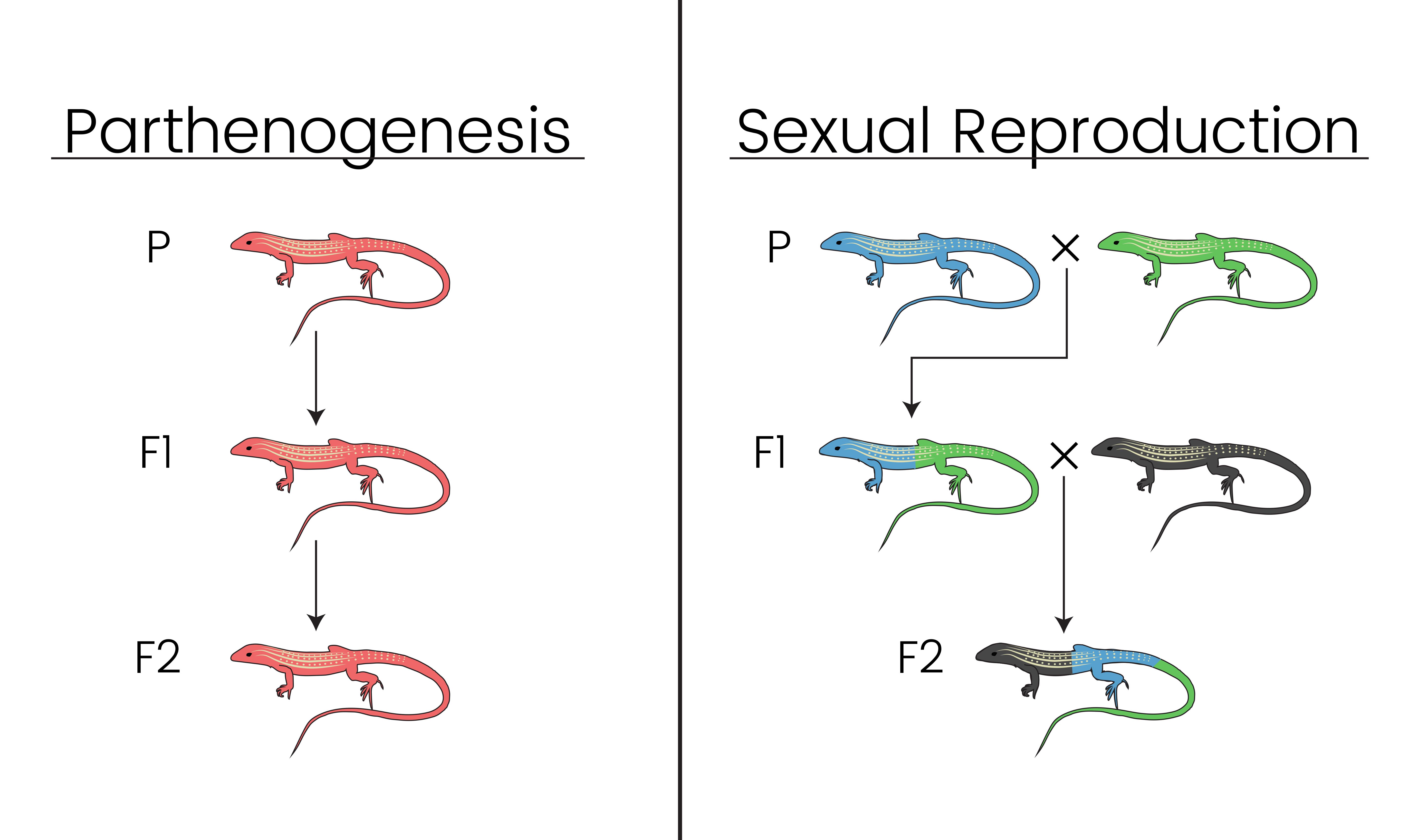 What Is Parthenogenesis Explain The Haplodiploid Meth 8571