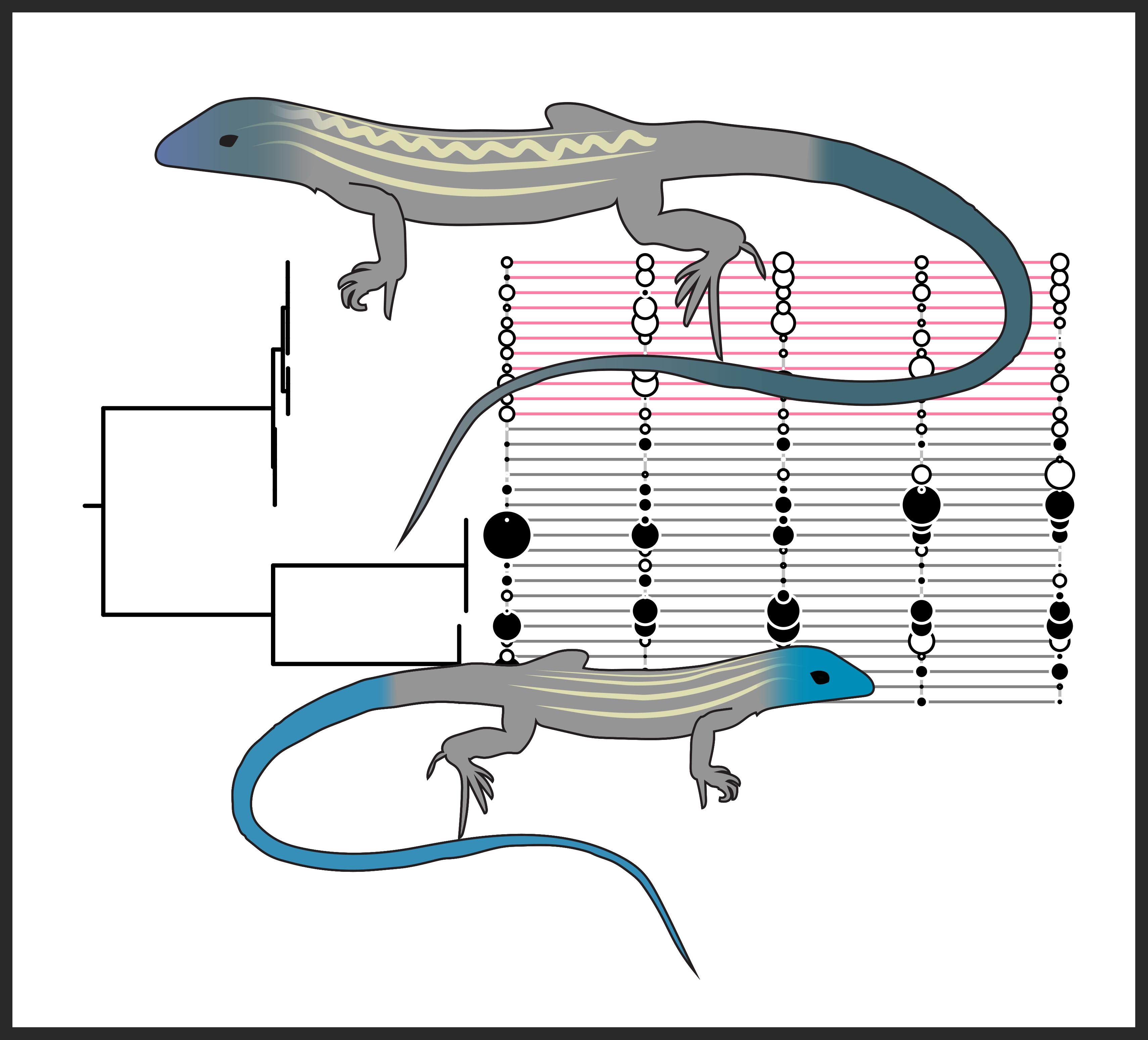 EvolutionaryPhysiology