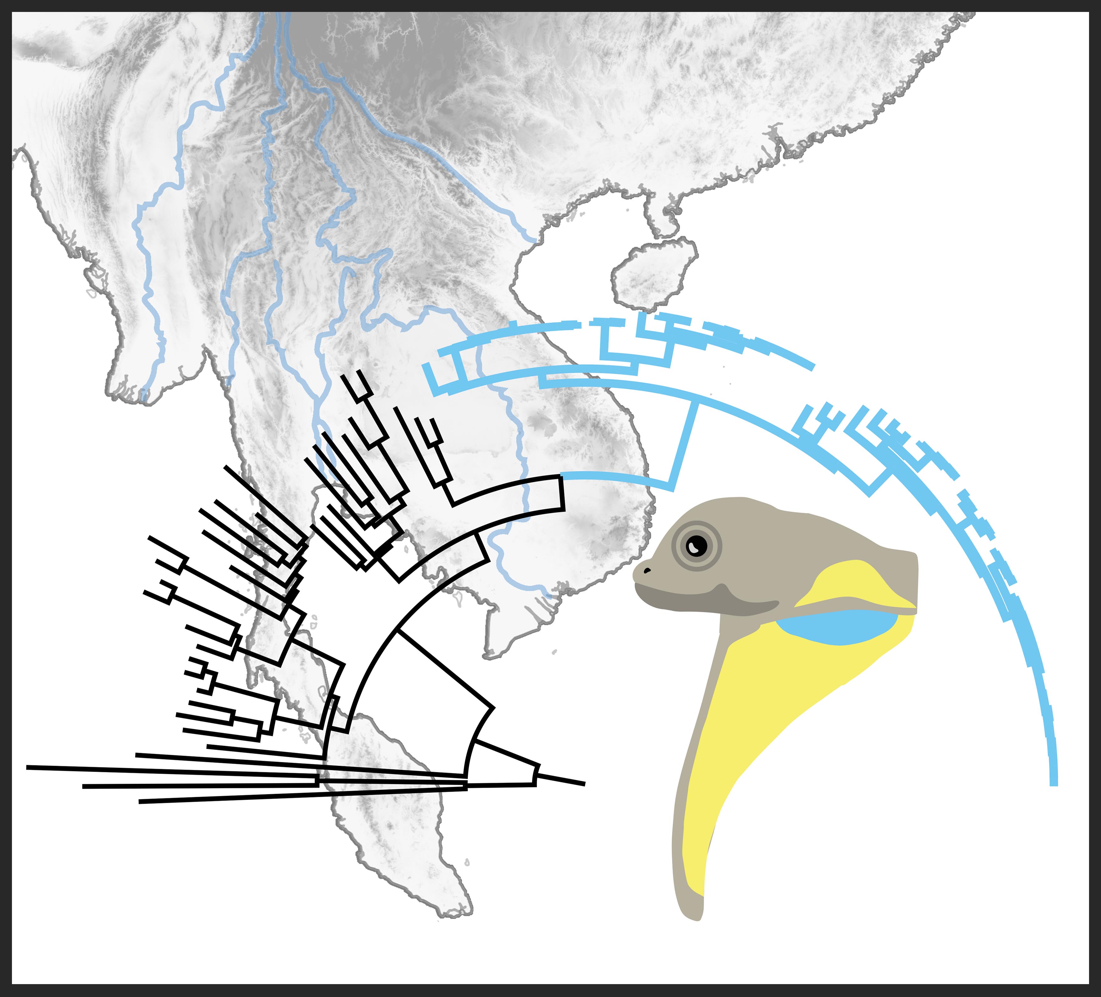 Phylogenetics