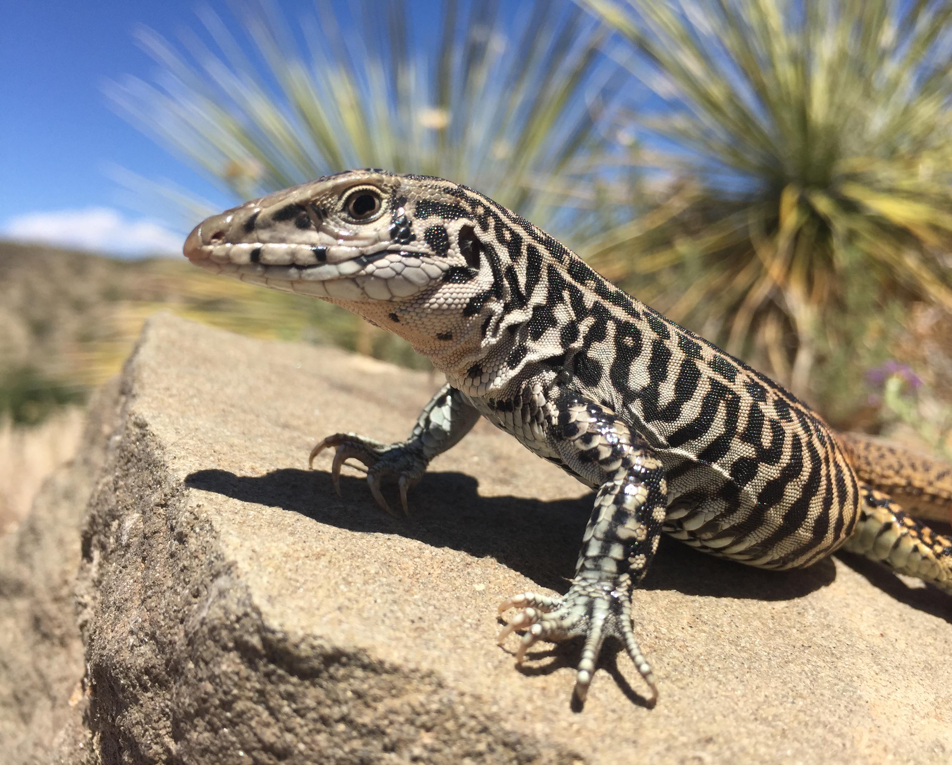 Tesselatus Head Shot